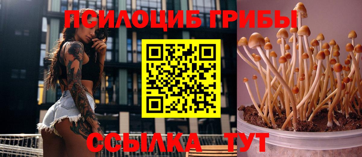 Галлюциногенные грибы Psilocybe  Вход с VPN  Будённовск 